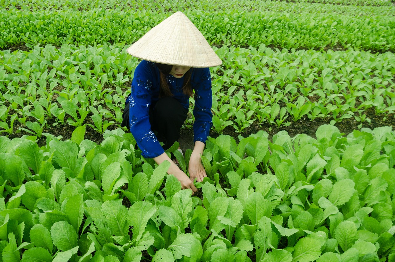 果园场最新消息，探索未来果园产业的新动态与发展趋势，果园场最新动态揭秘，探索未来果园产业的新趋势与发展方向